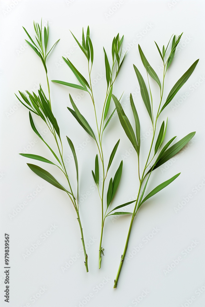Obraz premium bunch of fresh rosemary on white background