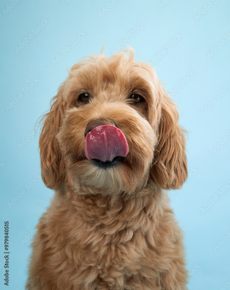 Fototapeta premium A Labradoodle with curly fur licks its lips, looking forward with a playful expression against a light blue background.