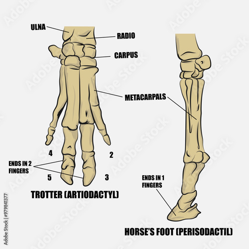 Parts of pig's foot and horse's leg.