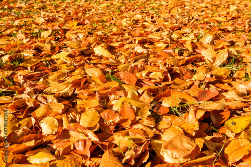 Autumn Beech Leaves on the Ground in Sunlight