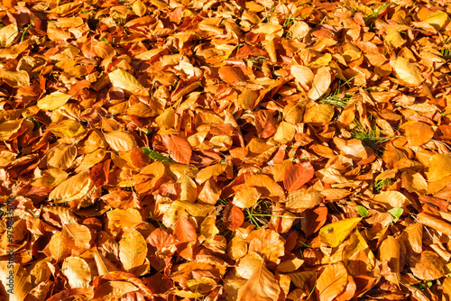 Autumn Beech Leaves on the Ground in Sunlight