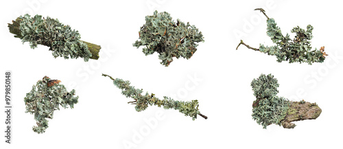 Parmelia sulcata lichen on a piece of wood on a white background