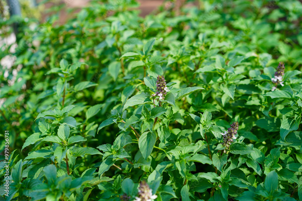 Sweet basil (Thai Basil) leaves in garden.Thai basil has purple stems and flowers and spear-like leaves. Sweet basil (Thai Basil) leaves in garden.Thai basil has purple stems and flowers and spear-like leaves.