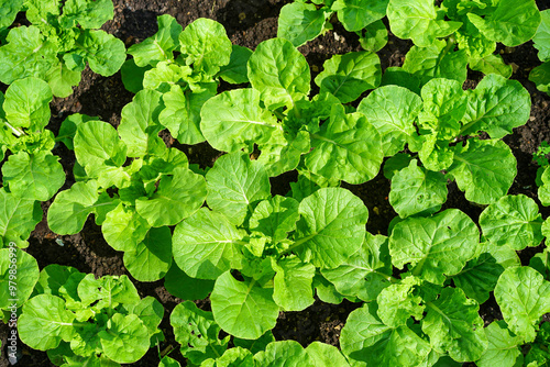 Wallpaper Mural Young seedlings of green vegetable salad growing in farm.Vegetables plantation in garden, Organic plant cultivation greenhouses. Torontodigital.ca