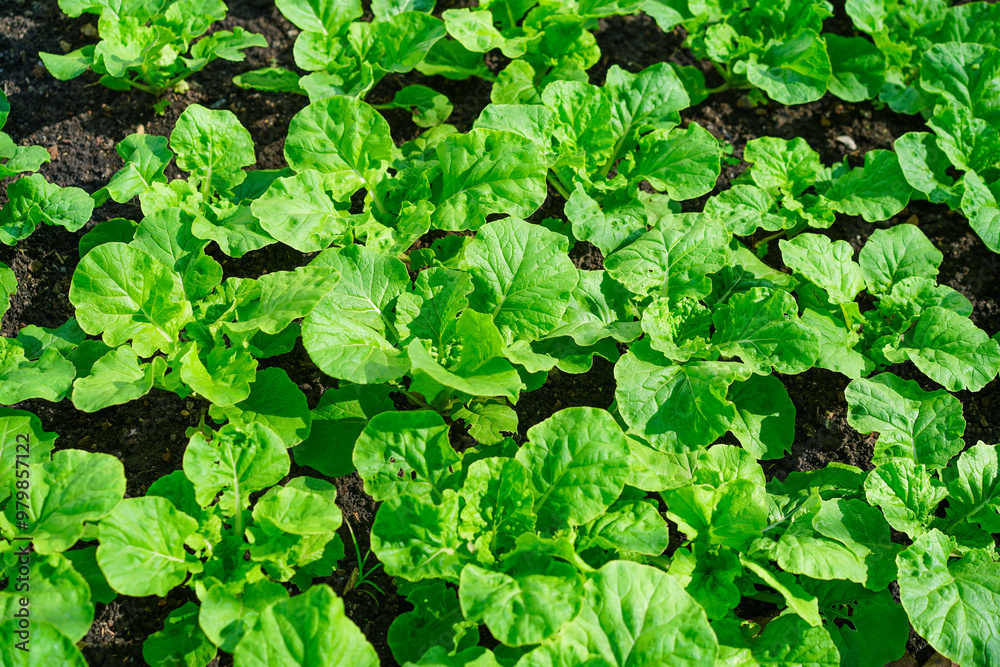 Young seedlings of green vegetable salad growing in farm.Vegetables plantation in garden, Organic plant cultivation greenhouses. Young seedlings of green vegetable salad growing in farm.Vegetables plantation in garden, Organic plant cultivation greenhouses.