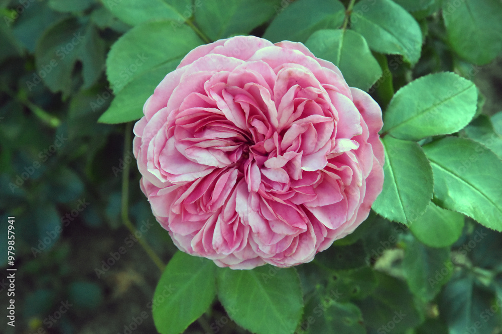 Pink rose in garden