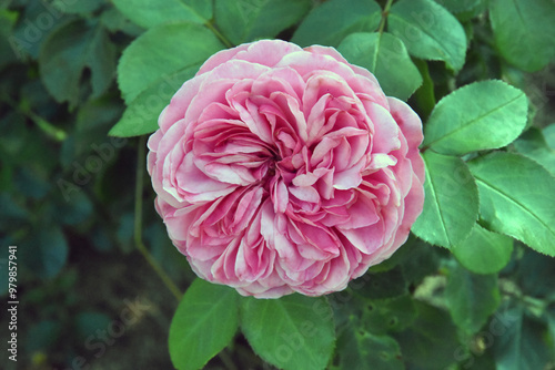 Pink rose in garden