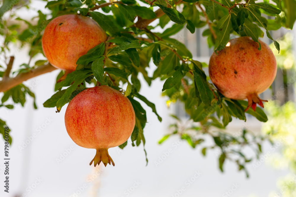 Pomegranate fruit on tree branch selective focus. Organic pomegranates ripe and ready for harvest. Pomegranate fruit on tree branch selective focus. Organic pomegranates ripe and ready for harvest.