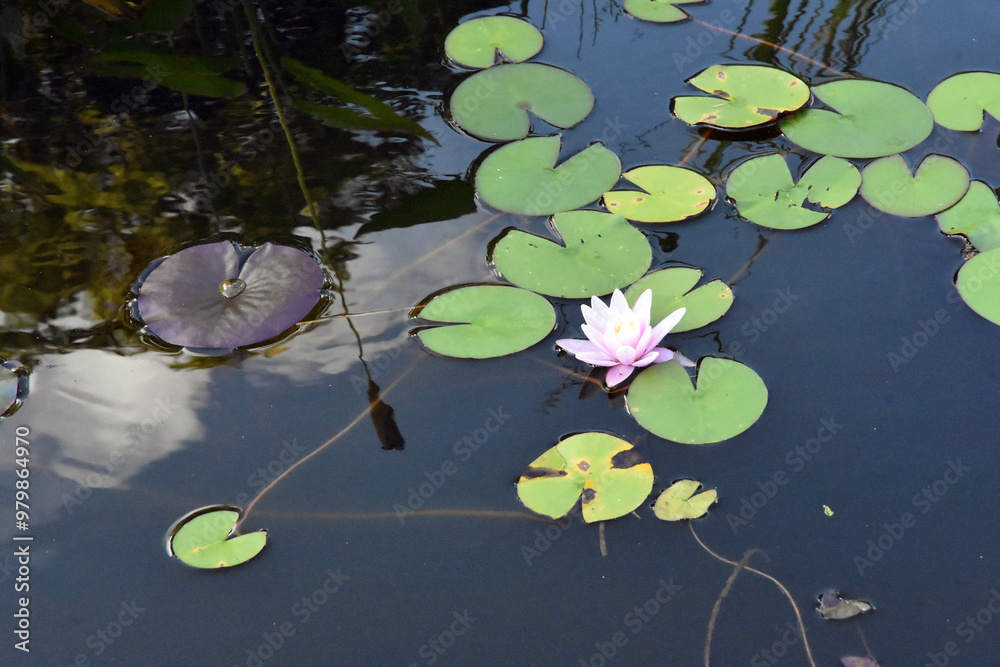Water lily in the pond