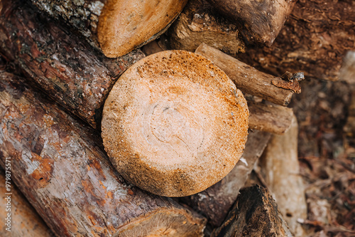 Row of Sawn Pine Logs - Winter Harvest Texture