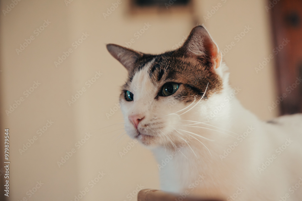 Gato branco dos olhos azuis olhando fixamente para o lado concentrado procurando presa Gato branco dos olhos azuis olhando fixamente para o lado concentrado procurando presa
