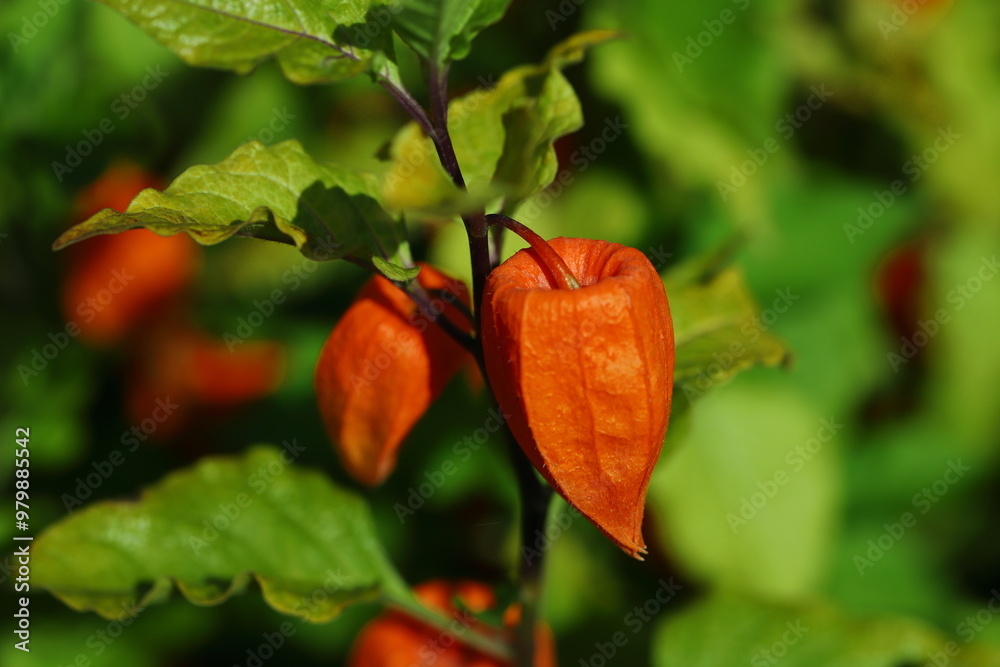 Miechunka rozdęta (Physalis alkekengi)