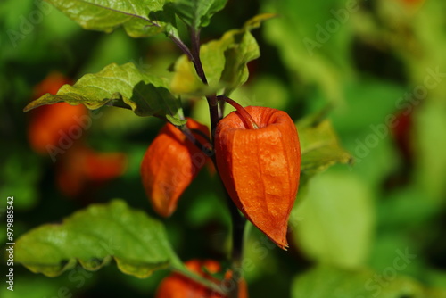 Obraz na płótnie Miechunka rozdęta (Physalis alkekengi) w salonie