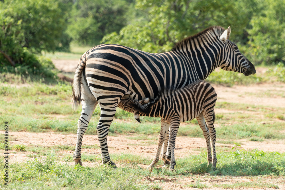 Zèbre de Burchell,.Equus quagga burchelli, Parc national Kruger, Afrique du Sud Zèbre de Burchell,.Equus quagga burchelli, Parc national Kruger, Afrique du Sud
