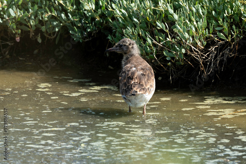 Mouette rieuse, jeune,.Chroicocephalus ridibundus, Black headed Gull photo