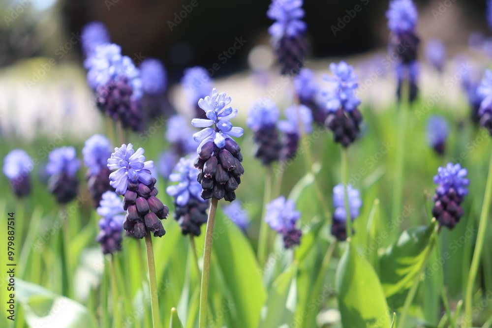 group of broad-leaved grape hyacinth (Muscari latifolium) group of broad-leaved grape hyacinth (Muscari latifolium)