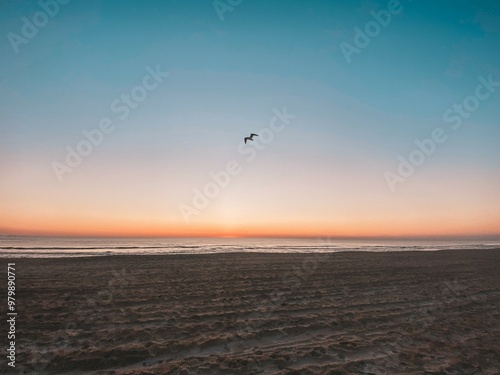 Dusk on the beach with bird flying