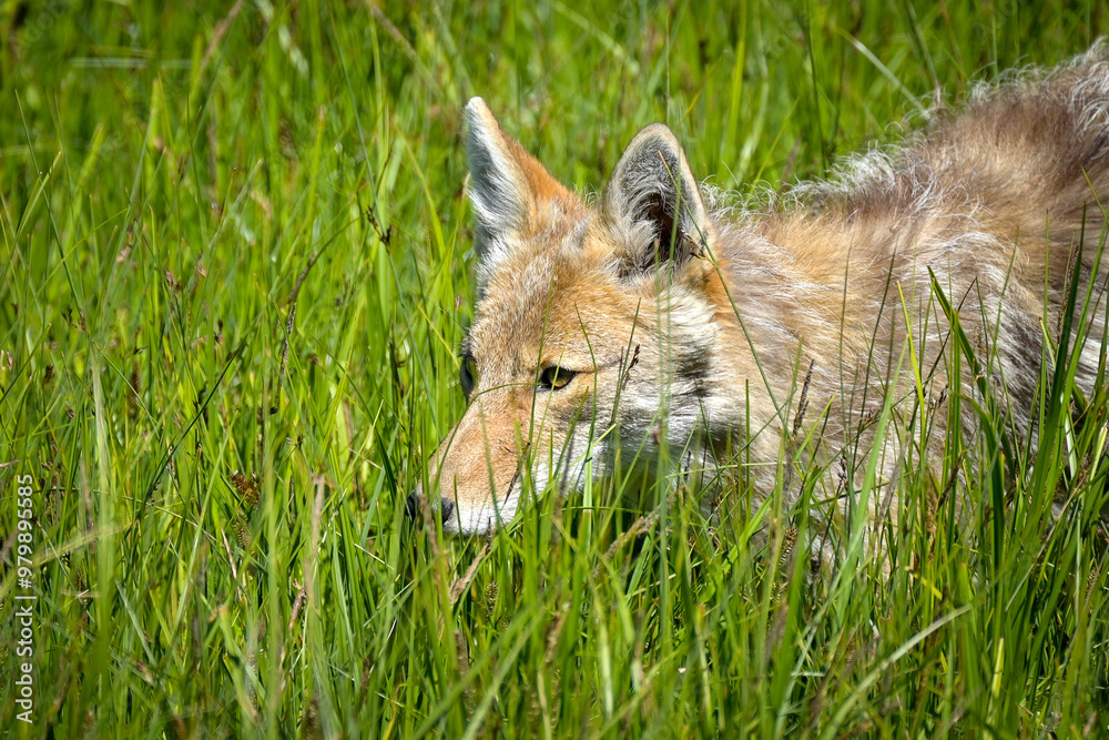 Coyote in the grass at Yellowstone National Park. Coyote in the grass at Yellowstone National Park.