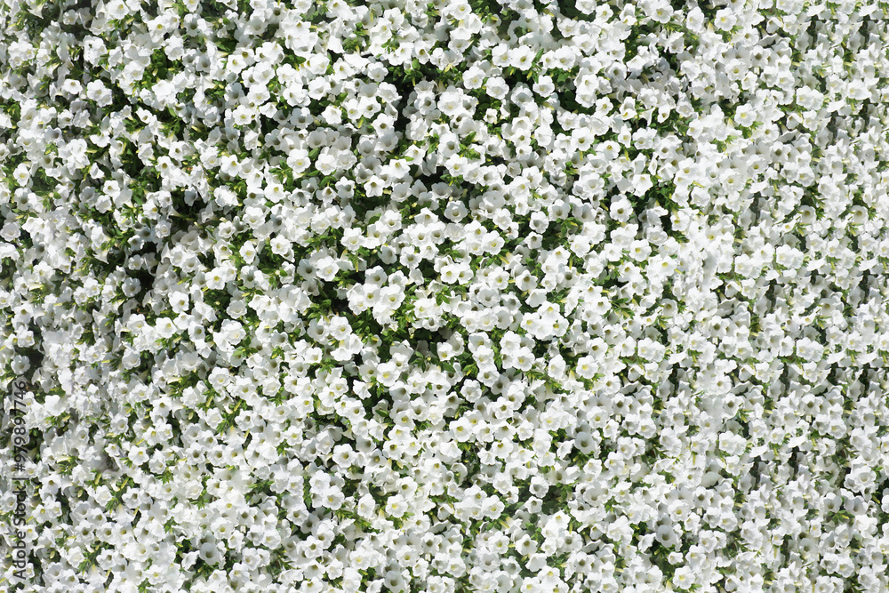 Petunia million bells background. Calita flowers texture. Delicate white flakes. Floral pattern. Cascade petunia flower. Macro white blooming background.