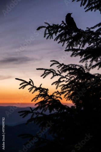 Raven at Dawn: Carpathian Magic. A lone raven perches on a pine branch, silhouetted against the fiery dawn sky in the Carpathians. A breathtaking moment of nature's beauty and mystery at sunrise photo