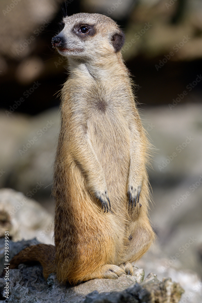 Fototapeta premium Portret - Surykatka Suricata suricatta