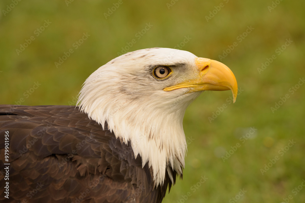 golden eagle. Bird of prey perched in foreground golden eagle. Bird of prey perched in foreground