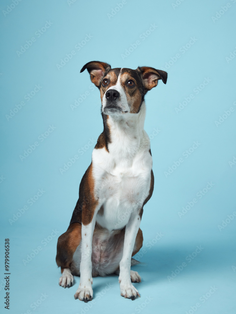 a mixed-breed dog sits elegantly against a tranquil blue background, exuding a sense of calm intelligence