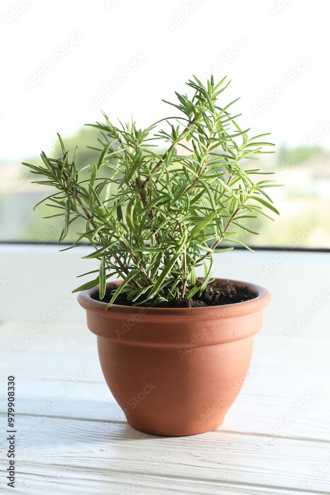 Rosemary plant growing in pot on windowsill. Aromatic herb Rosemary plant growing in pot on windowsill. Aromatic herb