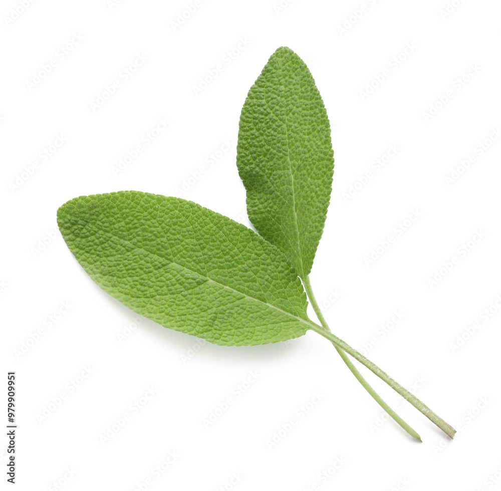 Fototapeta premium Fresh green sage leaves isolated on white, top view