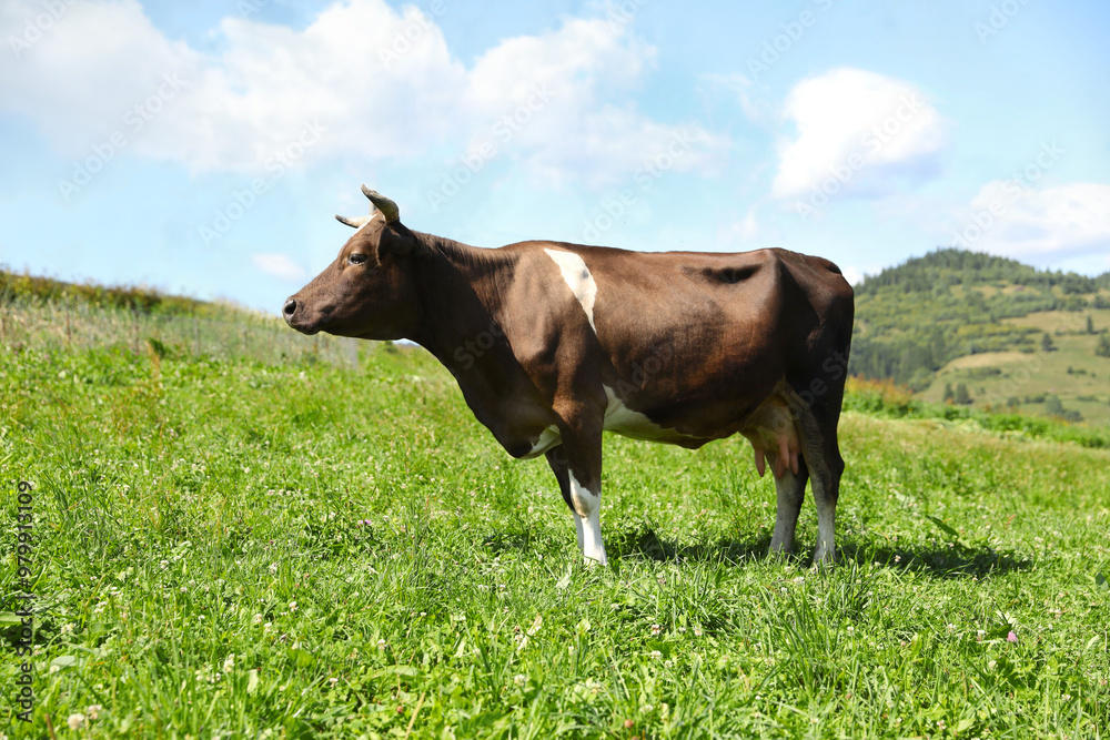Beautiful cow grazing outdoors on sunny day Beautiful cow grazing outdoors on sunny day