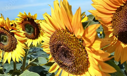A field of bright sunflowers gently swaying in the breeze under a clear blue sky, capturing the essence of summer in full bloom, flora, rural landscape, natural, wildflowers, energy