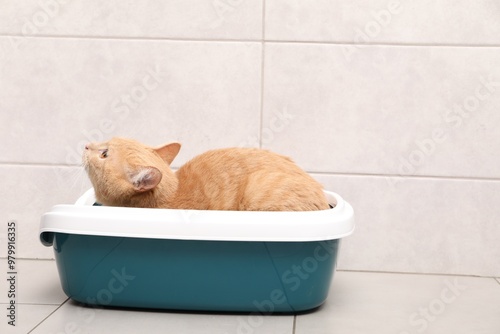 Cute ginger cat in litter tray indoors photo