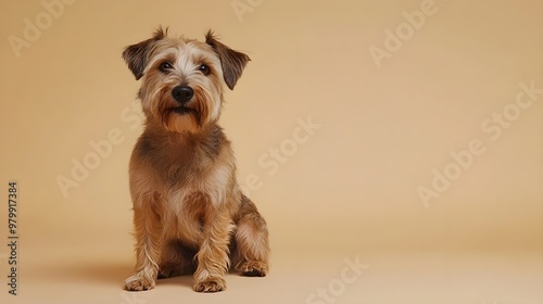 A Glen Of Imaal Terrier sitting on a light solid color background, showcasing its distinctive wiry coat and friendly expression