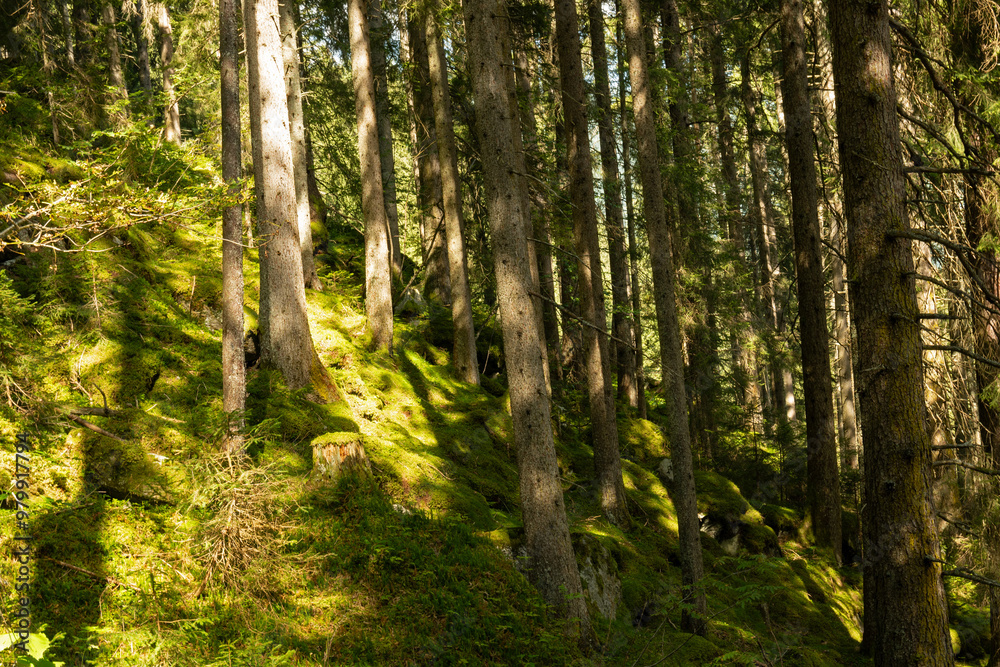 forest in the alps near Krimml in Austria forest in the alps near Krimml in Austria