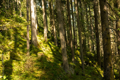 forest in the alps near Krimml in Austria