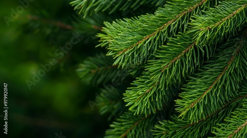  A tight shot of pine tree needles against a softly blurred backdrop of green foliage and branches