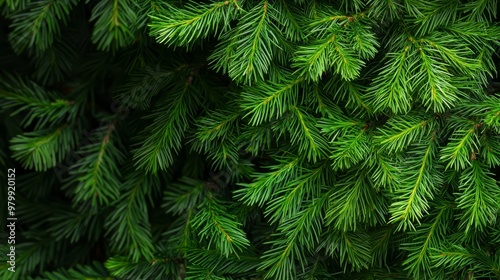  A tight shot of a pine tree, abundant with green needles covering its branches, and a dense crown of needles atop