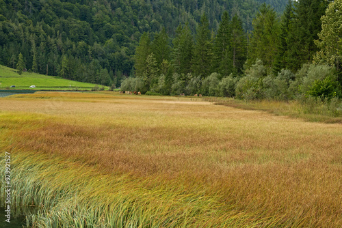 beautiful landscape arround Sankt Ulrich am Pillersee in Tyrol in Austria photo