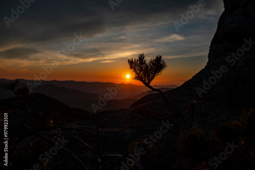 Carpathian Sunrise: Light on a Pine Branch photo