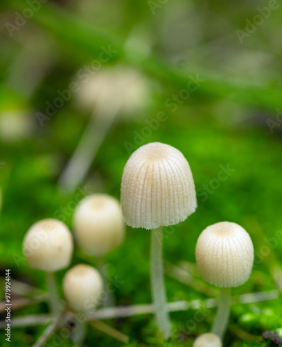 Mushroom