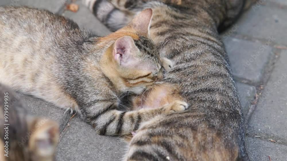 cat sucking milk from mother, a cat mother is breastfeeding her children cat sucking milk from mother, a cat mother is breastfeeding her children