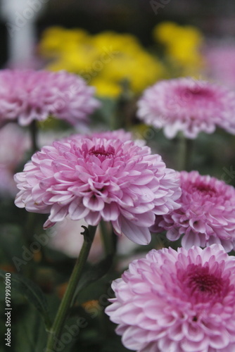 beautiful purple flowers