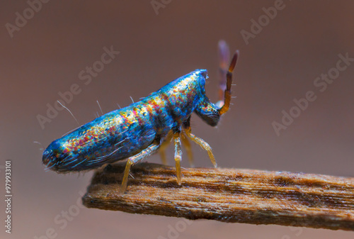 Slender springtail - Lepidocyrtus paradoxus. Collembolans are omnivorous, free-living organisms that prefer moist conditions. photo