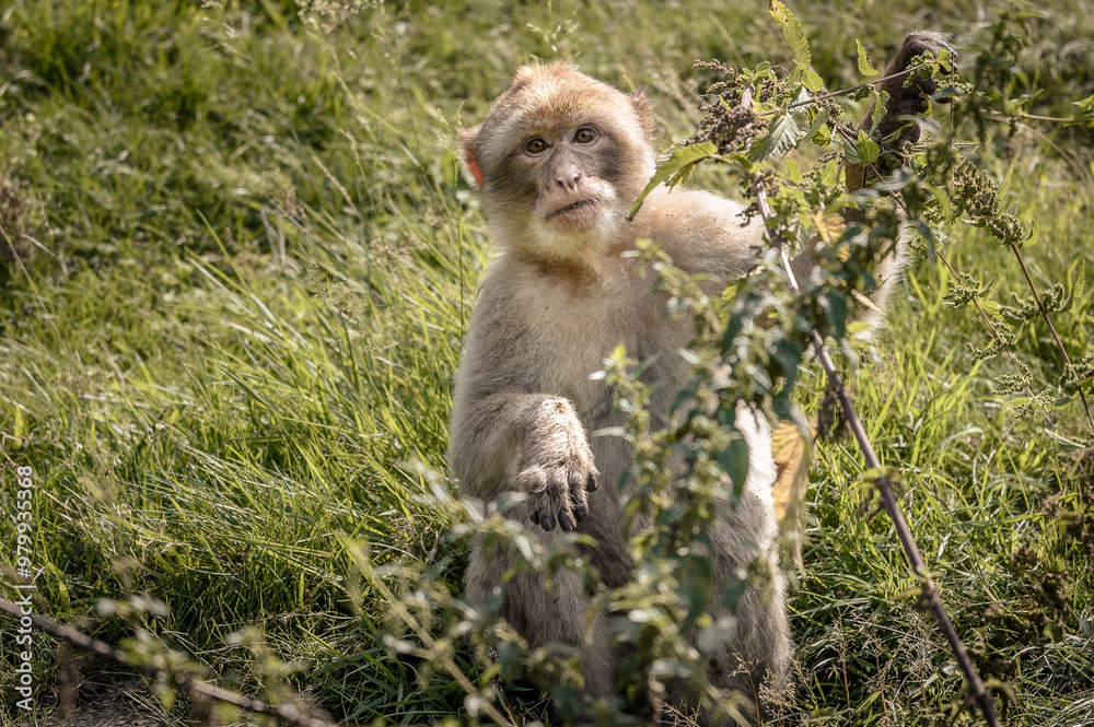 Naklejka premium MAGOT MAKAK / macaca sylvanus jeść pokrzywa
