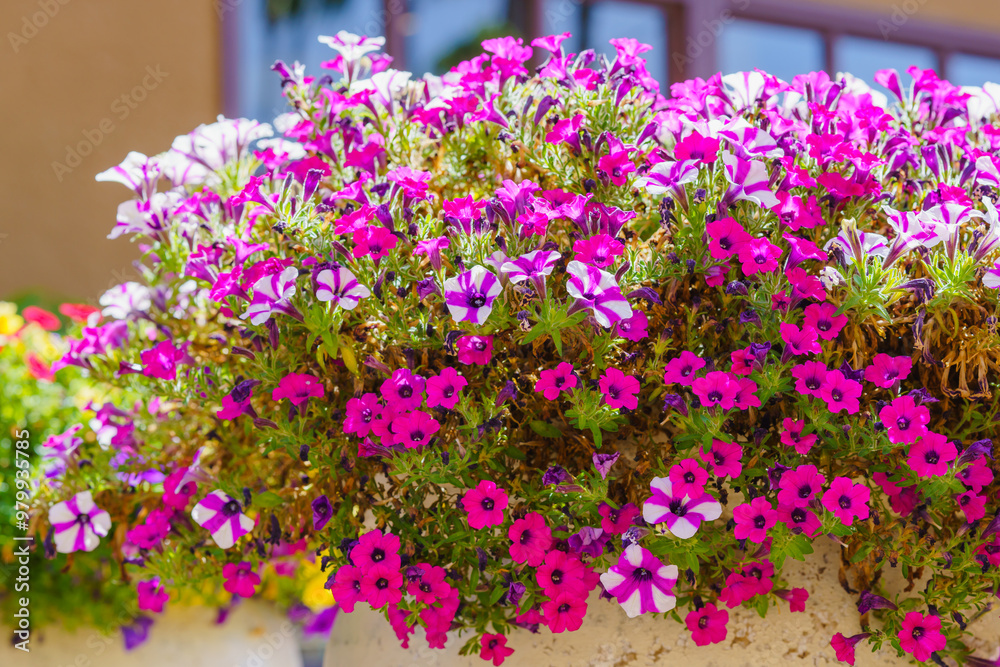 Fototapeta premium A large outdoor flower pots bursts with a profusion of colorful garden petunia flowers, creating a vibrant display