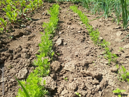 Vegetable garden with rows of growing carrots and beets, showcasing fresh green plants in rich soil under bright sunlight