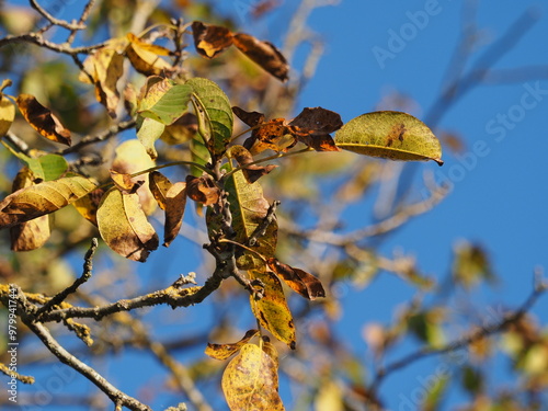 Herbstlaub vor blauem Himmel