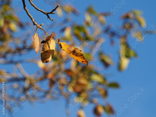 Herbstlaub vor bleuem Himmel