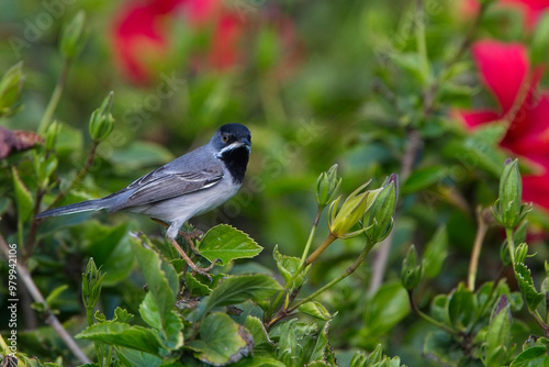 Ruppell's Warbler (Curruca ruppeli), adult male in a bush, Paphos, Cyprus. photo