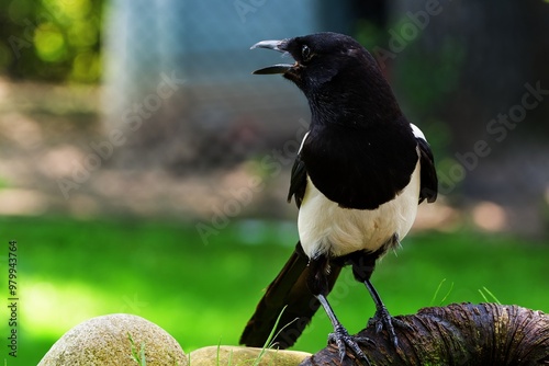 Magpie with open beak facing left. Czechia.